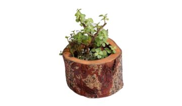 Eco-Friendly Wood Furniture: Sustainable Choices for Conscious Buyers