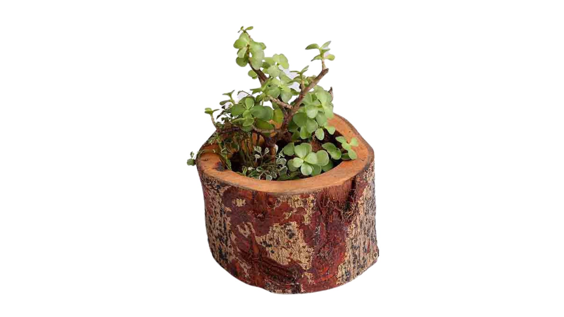 Eco-Friendly Wood Furniture: Sustainable Choices for Conscious Buyers 1 Outdoor Garden Furniture Wooden Table Set