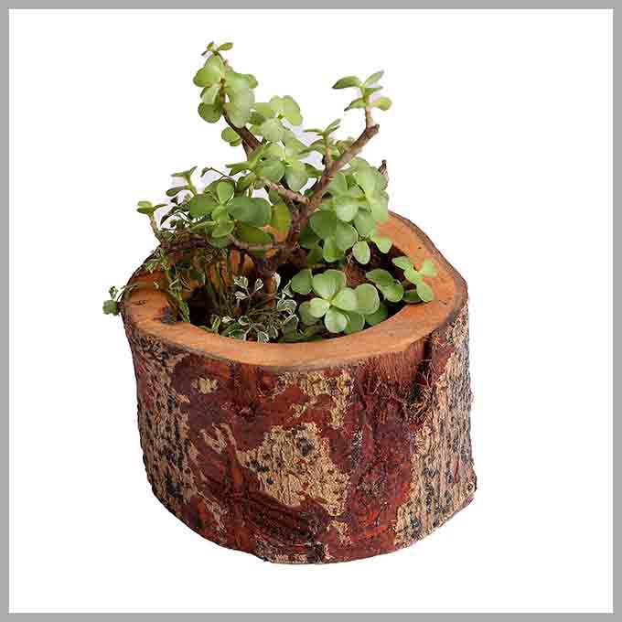 Wooden Flora Planter – Indoor Outdoor Pot - Image 3